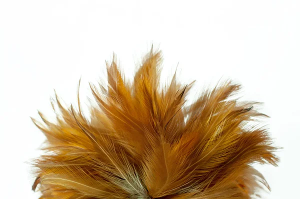 청소 나무 깃털 — 스톡 사진