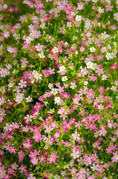 Closeup Gypsophila Blume