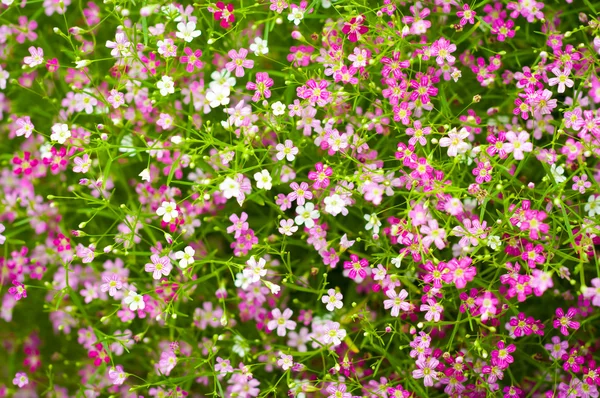 closeup gypsophila çiçek