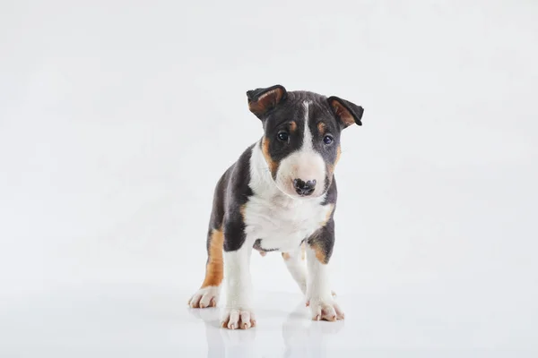 Adorável Cachorro Terrier Touro Posando Estúdio Fundo Branco Menino Bullterrier — Fotografia de Stock