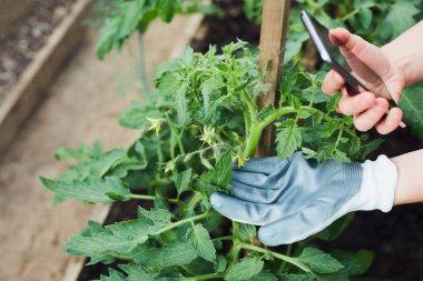 Kalite testi ve seradaki problemleri, hastalıkları ve haşereleri inceleyin. Bahçıvan domates hastalığı teşhisi için telefon kullanıyor. Kapat..