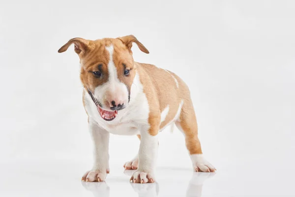 Cachorro Terrier Touro Miniatura Posando Fundo Branco Retrato Terrier Touro — Fotografia de Stock