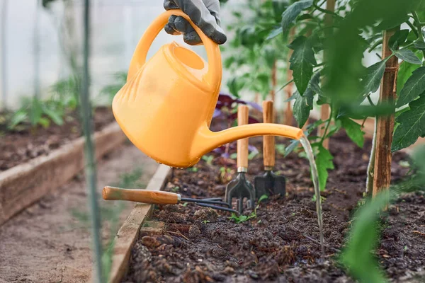 Concept Jardinage Agriculture Arrosoir Serre Agricole Arrosage Des Tomates Avec — Photo