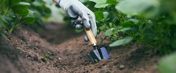 Pekebun Tangan Menanam Dan Memetik Sayuran Dan Kentang Dari Kebun — Stok Foto