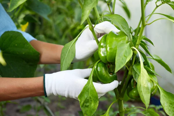 Tangan Wanita Memegang Paprika Organik Segar Latar Belakang Kebun Gadis — Stok Foto
