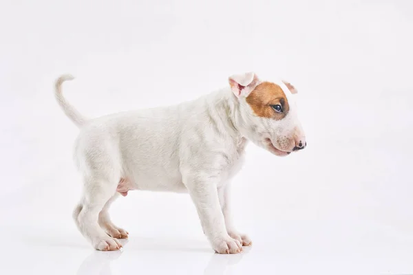 Bull terrier cão isolado contra fundo cinza. Retrato de estúdio. Miniatura bull terrier cachorro posando no tiro. — Fotografia de Stock