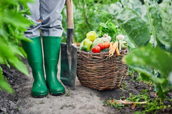 Bio Food Pemanenan Musim Gugur Memetik Sayuran Tangan Wanita Memanen — Stok Foto