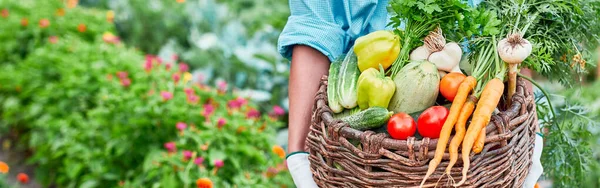 Sayuran Organik Petani Tangan Dengan Sayuran Yang Baru Dipanen Dalam — Stok Foto
