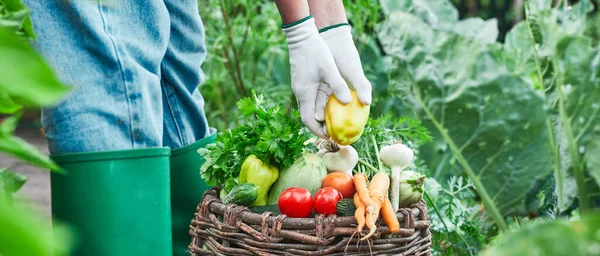 Petani Dengan Sayuran Organik Yang Dipanen Tukang Kebun Mengisi Keranjang — Stok Foto