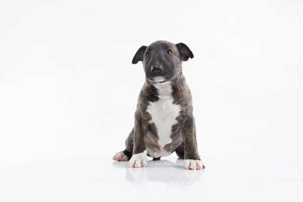 Cão Terrier Touro Miniatura Posando Fundo Branco Cachorro Terrier Bull — Fotografia de Stock