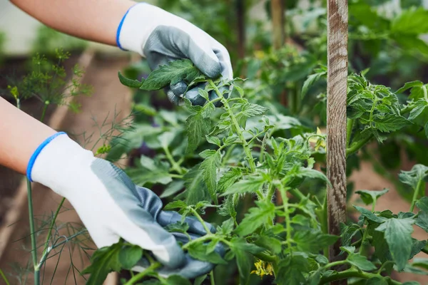 Tangan Tukang Kebun Memegang Daun Tomat Kebun Gadis Itu Merawat — Stok Foto