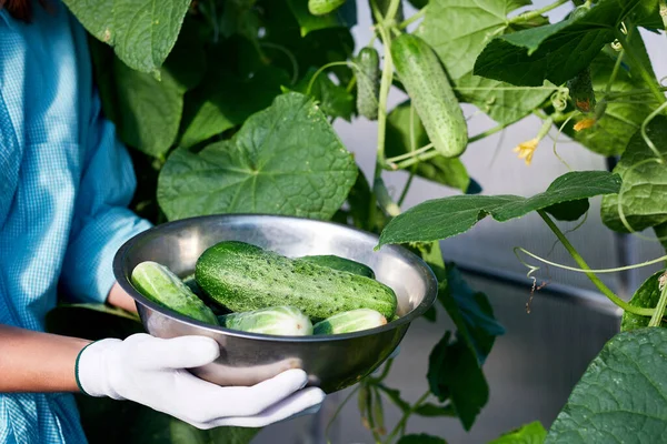 Vers Geplukte Komkommers Schotel Handen Van Een Vrouwelijke Boer Zomer — Stockfoto