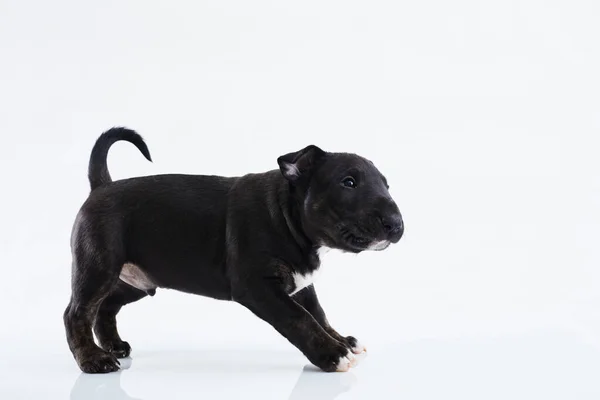 Миниатюрная Собака Терьер Позирует Белом Фоне Dark Bull Terrier Puppy — стоковое фото