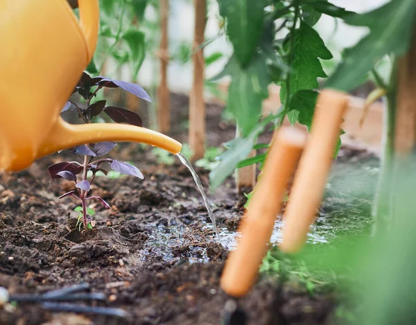 Concept Jardinage Agriculture Arrosoir Serre Agricole Arrosage Des Tomates Avec — Photo