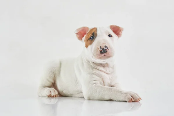 Bull Terrier Cão Isolado Fundo Cinza Retrato Estúdio Miniatura Bull — Fotografia de Stock