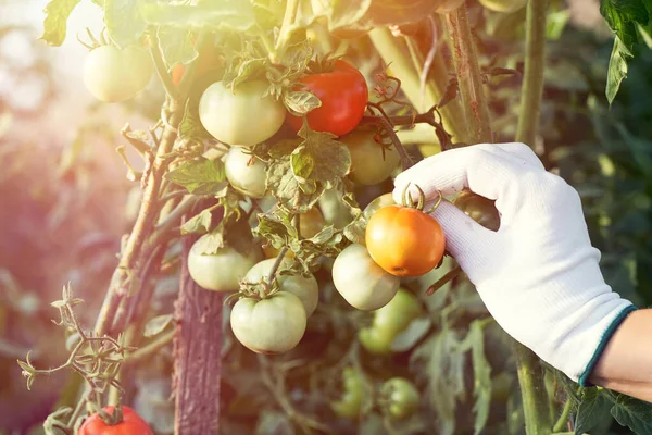 Vrouwenhanden Die Verse Biologische Tomaten Oogsten Haar Tuin Meisje Kas — Stockfoto