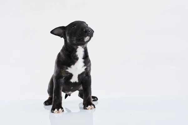 Perro Toro Terrier Miniatura Posando Sobre Fondo Blanco Dark Bull — Foto de Stock