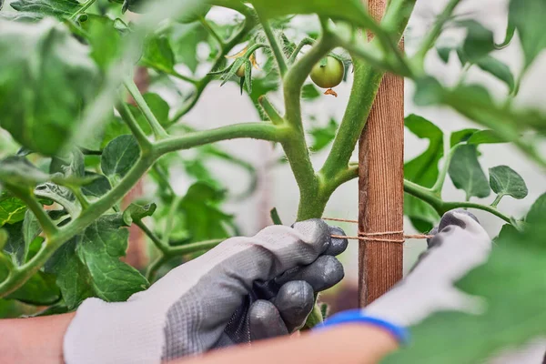 Hands of gardener tied up tomato in the garden. The girl takes care of tomatoes.