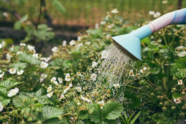 Petani Adalah Air Stroberi Halaman Belakang Konsep Berkebun Spring Works — Stok Foto