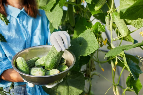 Vers Geplukte Komkommers Schotel Handen Van Een Vrouwelijke Boer Zomer — Stockfoto