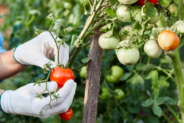 Vrouwenhanden Die Verse Biologische Tomaten Oogsten Haar Tuin Meisje Kas — Stockfoto
