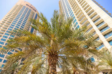 Dubai marinasındaki otellerin arka planında palmiye ağacı. Birleşik Arap Emirlikleri Dubai Mart 2019