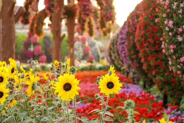 Bunga Matahari Kuning Taman Bunga — Stok Foto