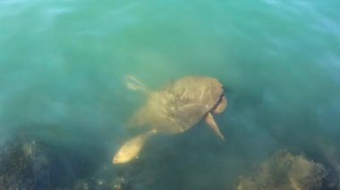 Akdeniz 'deki büyük yeşil deniz kaplumbağası..