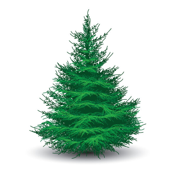 Green spruce tree