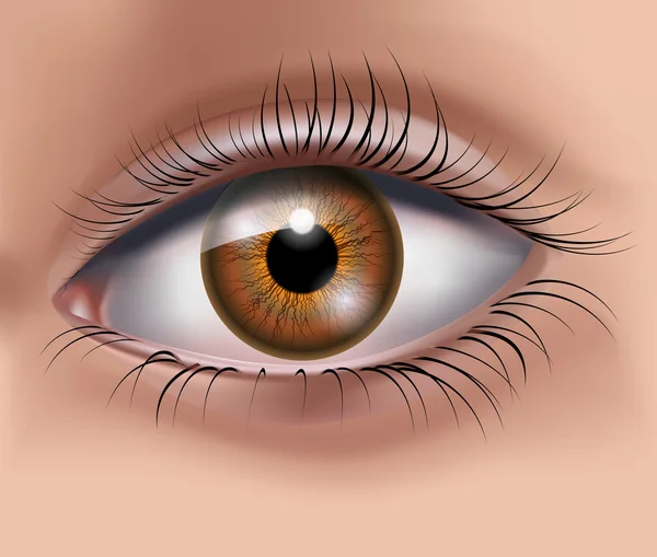 Жінки очей — стоковий вектор