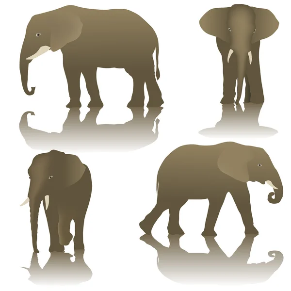 Éléphant — Image vectorielle