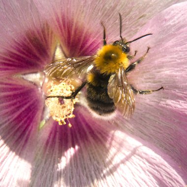 Working bee