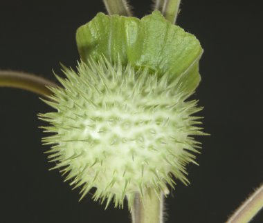 Herbaryum Datura inoxia