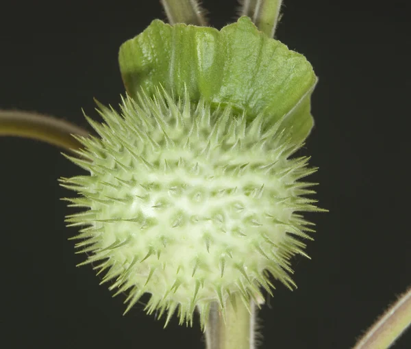 Herbaryum Datura inoxia