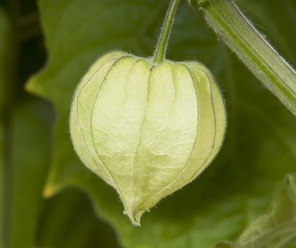 Physalis — Stock Photo, Image