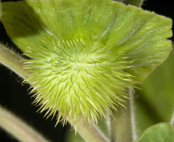 Poison plant seedpod — Stock Photo, Image