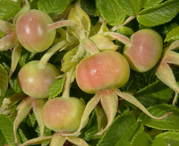 Frutas de rosas selvagens no ramo — Fotografia de Stock