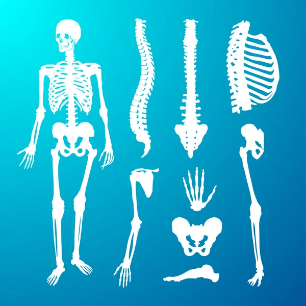Esqueleto humano e componentes — Vetor de Stock