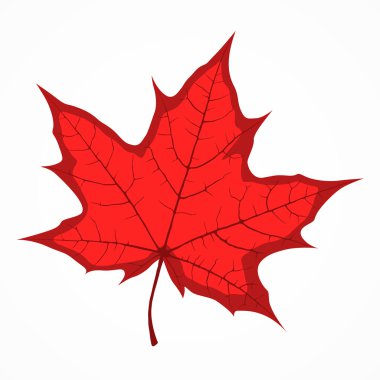 kırmızı akçaağaç yaprağı