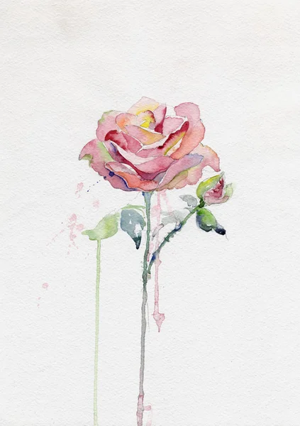 Akvarelová růže — Stock fotografie