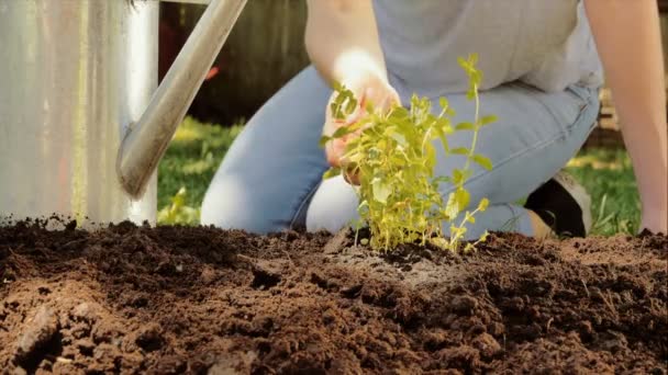 Kvinnan växande plantan — Stockvideo