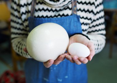 Büyük devekuşu'nın küçük yumurta ve yumurta.