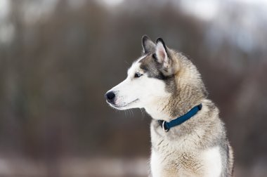 Safkan köpek bir kurt için benzer.