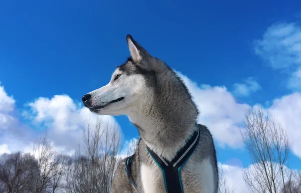 Cão puro semelhante a um lobo . — Fotografia de Stock