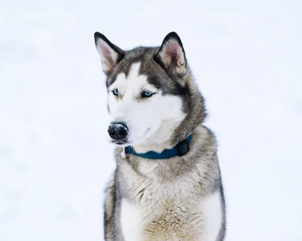 Cão puro semelhante a um lobo . — Fotografia de Stock