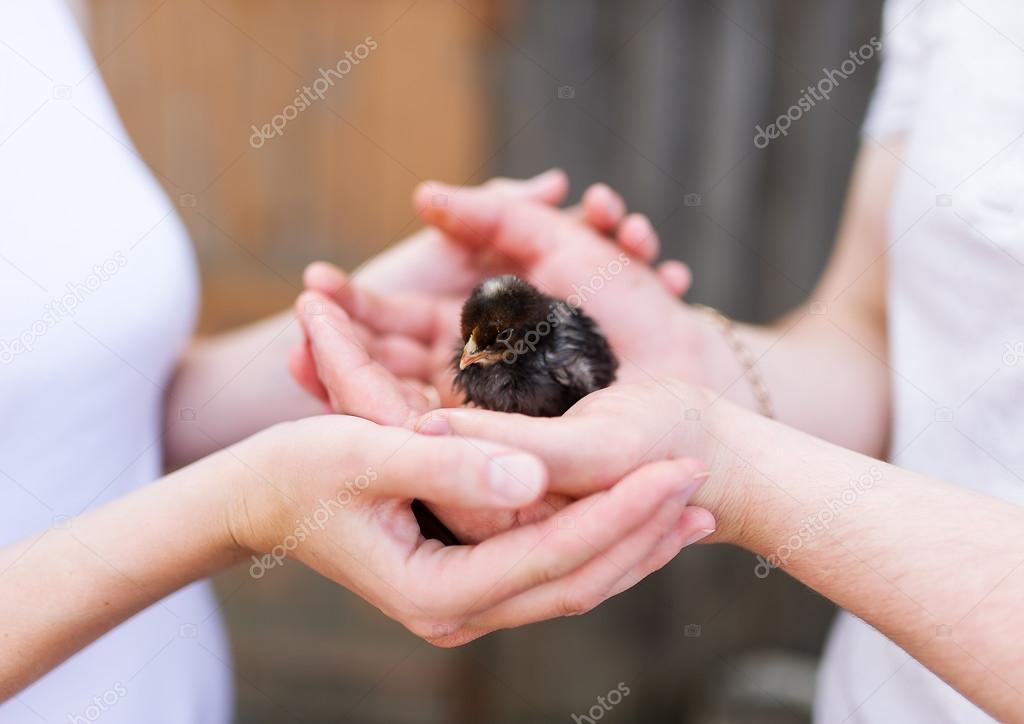 Little black chicken in human hands.