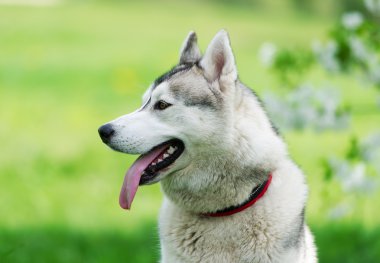 köpek yeşil zemin üzerine portresi.