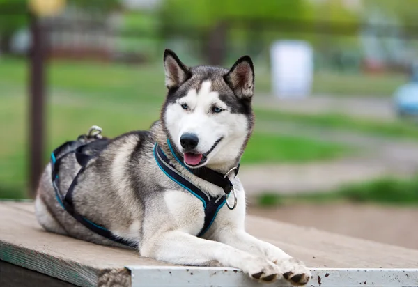 The dog lies on the wooden bridge. — Stock Photo, Image