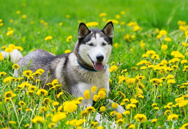 Perro y diente de león amarillo de primavera . —  Fotos de Stock