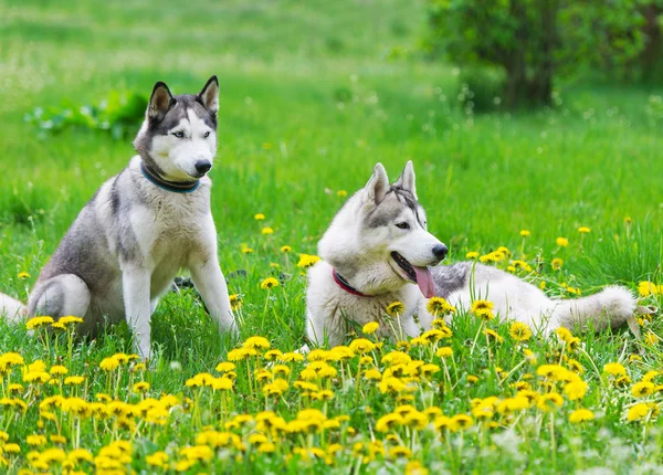 Two dogs play on a green meadow. — Stock Photo, Image